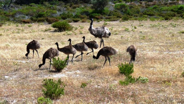 Emu-Familie im Innes Nationalpark
